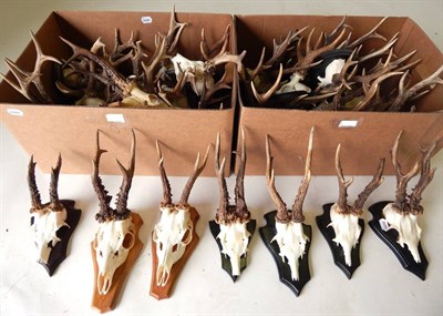 Lot 74 - Roe Deer (Capreolus capreolus), two boxes of assorted antlers on cut upper skulls, 22 mounted...