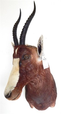 Lot 75 - Blesbok (Damaliscus pygargus phillipsi), modern, shoulder mount with head turning to the right,...