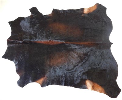 Lot 76 - Nguni Cow Hide (Bos taurus), modern, excellent quality A grade black with light brown...