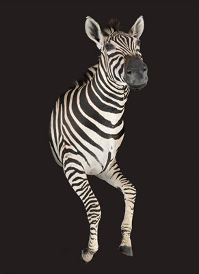 Lot 77 - Plains Zebra (Equus quagga), modern, fore-part with head turning slightly to the right, wall...