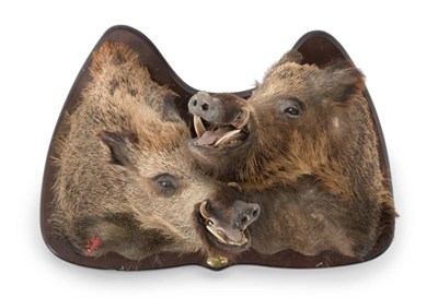 Lot 78 - European Wild Boar (Sus scrofa), circa late 20th century, pair of shoulder mounts in fighting...