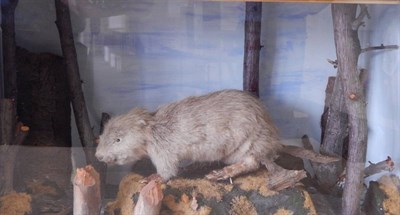 Lot 79 - Eurasian Beaver (Castor fiber), Victorian, full mount stood upon a faux rock in a naturalistic...