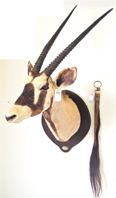 Lot 81 - Kalahari Gemsbok Oryx (Oryx gazella gazella), circa 1998, shoulder mount turning slightly to...