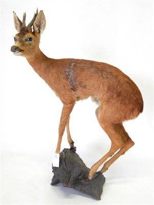 Lot 82 - Roe Deer (Capreolus capreolus), full mount stood upon a piece of drift wood with head turning...