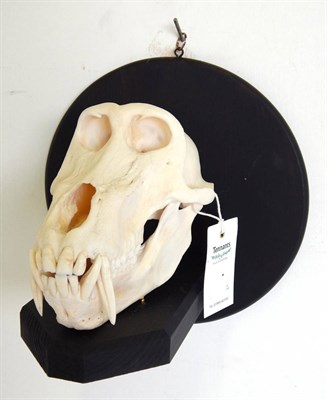 Lot 83 - Baboon Skull (Papio ursinus) Africa, circa 1999, full skull with applied brass fitments to...