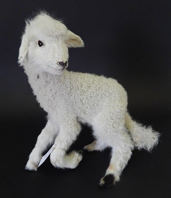 Lot 85 - Lamb, full mount stood with head turning to the left with left foot raised, free standing, 43cm...