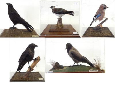 Lot 86 - Five Cased Birds, all full mounts, to include Carrion Crow, Common Crow, Hooded Crow, Eurasian Jay