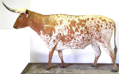 Lot 87 - Texas Long-Horn Steer (Bos taurus), circa late 20th century,  full mount  stood upright looking...