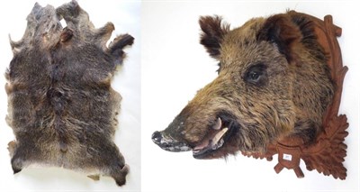 Lot 89 - European Wild Boar (Sus scrofa), circa late 20th century, shoulder mount with jaw agape, on...