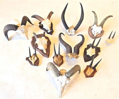 Lot 90 - Quantity of Various Horns on Frontlets, to include Klipspringer, Bush Duiker, Dorcas Gazelle,...