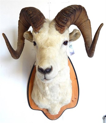 Lot 91 - Dall Sheep (Ovis dalli), late 20th century, shoulder mount, right horn 88cm, left horn 88cm, tip to