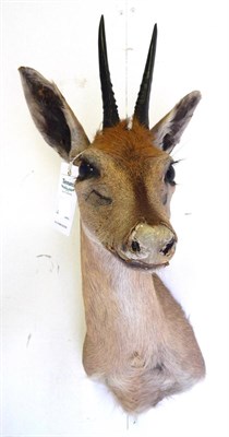 Lot 92 - Steenbok (Raphicerus campestris), late 20th century, shoulder mount, right horn 14cm, left horn...