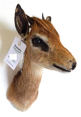 Lot 93 - Kirk's Dik Dik (Madoqua kirkii), late 20th century, shoulder mount, 31.5cm high overall