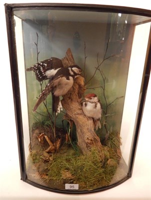 Lot 95 - Lesser Spotted Woodpecker, circa late 20th Century, two full mounts male and female, both...