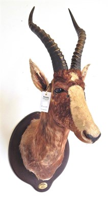 Lot 96 - Blesbok (Damaliscus pygargus), circa 1998, shoulder mount turning slightly to the left, with...