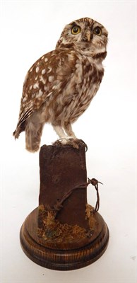 Lot 97 - Little Owl (Athene noctua), circa 1990, full mount sat upon a fence post top with barbed wire...