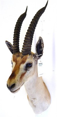 Lot 98 - Thomson's Gazelle (Eudorcas thomsonii), shoulder mount, right horn 39.5cm, left horn 39.5cm,...