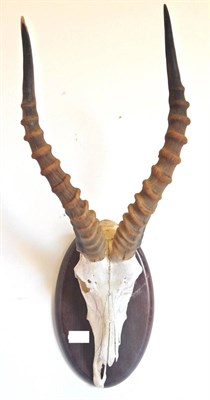 Lot 99 - Blesbok (Damaliscus pygargus phillipsi), horns on upper skull, on wood shield, 69.5cm high overall