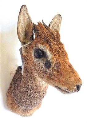 Lot 100 - Guenther's Dik-Dik (Madoqua guentheri), late 20th century, shoulder mount, 27cm high overall