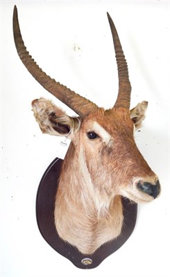 Lot 101 - Defassa Waterbuck (Kobus defassa), circa 1998, large shoulder mount turning to the left, on a...