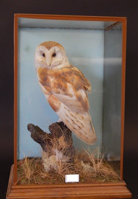 Lot 102 - Barn Owl (Tyto alba), late 20th century, by S Heyes, Leyland, Lancashire, full mount, perched...