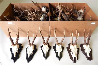 Lot 105 - Roe Deer (Capreolus capreolus), two boxes of assorted antlers on cut upper skulls, 22 mounted...