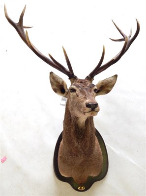 Lot 107 - European Red Deer (Cervus elaphus), circa 2005, shoulder mount turning slightly to the left, on...