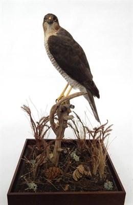 Lot 109 - Sparrowhawk (Accipter nisus), circa 2011, female, full mount,  perched upon a tree stump...