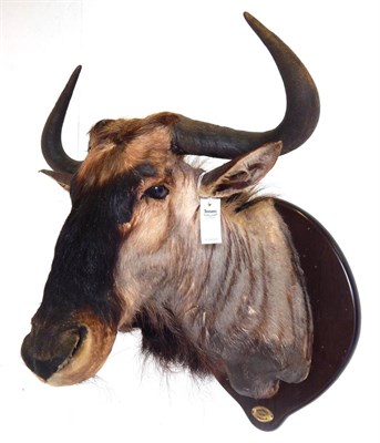 Lot 110 - Blue Wildebeest (Connochaetes taurinus), circa 1998, shoulder mount looking straight forward,...