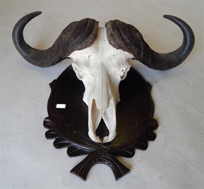 Lot 111 - Cape Buffalo (Synceros caffer caffer), circa late 20th century, horns on upper skull, on carved oak