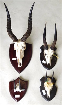 Lot 112 - Puku (Kobus vardonii), circa 2002, by Nico van Rooyen, horns on upper skull, on mahogany...