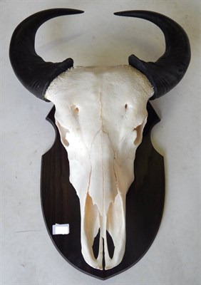 Lot 113 - Dwarf Forrest Buffalo (Syncerus nanus), circa 2001, horns on upper skull, Cameroon on shield,...