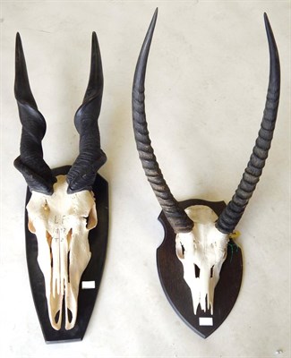 Lot 114 - East African Eland (Taurotragus oryx pattersonianus), circa 1997, horns on upper skull  on ebonised