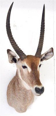 Lot 115 - Ellipsen Waterbuck (Kobus ellipsiprymnus), circa late 20th century, shoulder mount looking straight