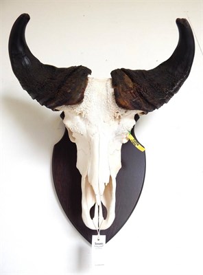 Lot 116 - Central African Savannah Buffalo (Syncerus caffer), horns on upper skull, on oak shield, widest...