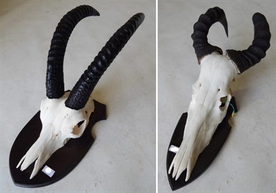 Lot 117 - Western Roan Antelope (Hippotragus equinus koba), circa 2001, horns on upper skull, left horn 59cm