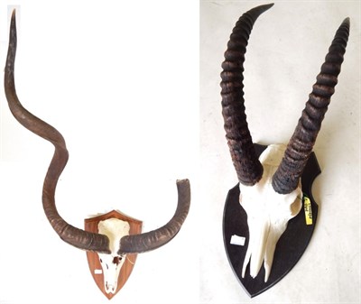 Lot 118 - Greater Kudu (Strepsiceros strepsiceros), circa late 20th century,  horns on part upper skull (nose