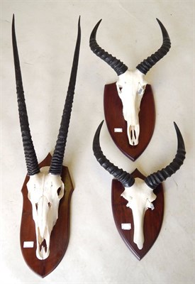 Lot 119 - Gemsbok Oryx (Oryx gazella), circa 1993, horns on upper skull,  on mahogany shield, left horn 82cm