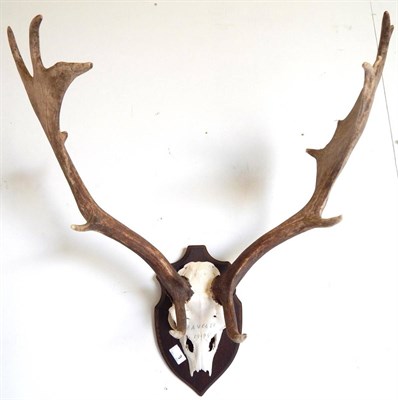 Lot 120 - Fallow Deer (Dama dama), circa 1994, antlers on upper skull, on oak shield, widest span 67cm