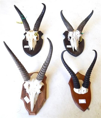 Lot 121 - Southern Common Reedbuck (Redunca arundinum), circa 1994, horns on part upper skull, on oak shield