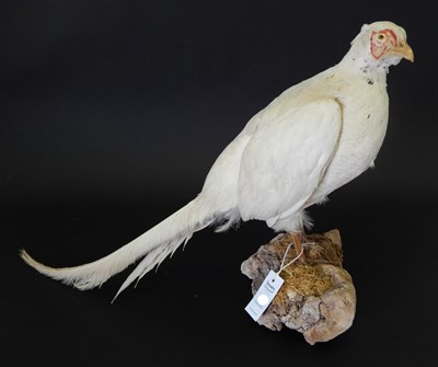 Lot 126 - Melanistic Pheasant (Phasinus colchicus), circa 1992, full mount white plumage stood upon a...