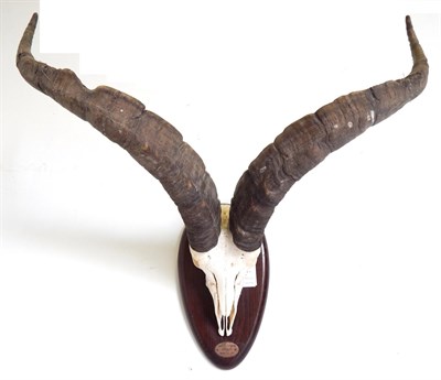 Lot 127 - Western Spanish Ibex (Capra pyrenaica victoriae), circa March 1999, horns on polished upper...