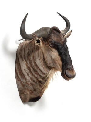 Lot 129 - Eastern White Bearded Wildebeest (Connochaetes albojubatus), circa late 20th century, shoulder...