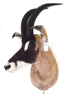 Lot 130 - Western Roan Antelope (Hippotragus equinos koba), circa late 20th century, shoulder mount...