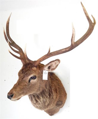 Lot 132 - Scottish Red Deer (Cervus elaphus), circa late 20th century, shoulder mount turned looking to...