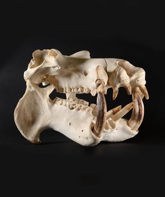 Lot 133 - Hippopotamus (Hippopotamus amphibius), circa 1970, bleached prepared full skull with tusks,...