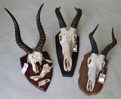 Lot 134 - Puku (Kobus vardonii), circa 2002, by Nico van Rooyen, horns on upper skull, on mahogany...