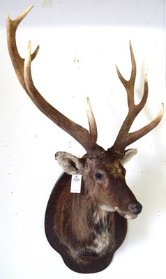 Lot 135 - Sika Deer (Cervus nippon), circa late 20th century, shoulder mount turning to the left, on oak...