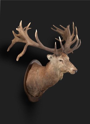 Lot 136 - Scottish Red Deer (Cervus elaphus), circa late 20th century, of huge proportions, mounted on a...