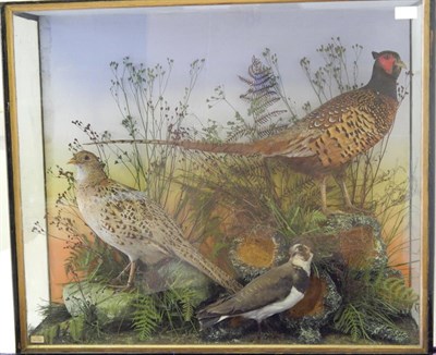 Lot 137 - Pair of Cased Pheasants and A Lapwing by Thomas Jefferies of Carmarthen, cock and hen full...